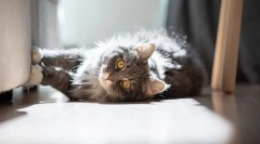 Как да отбия мебели за надраскване на котка